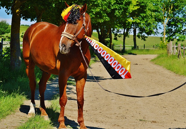 约基奇已然 约基奇已然